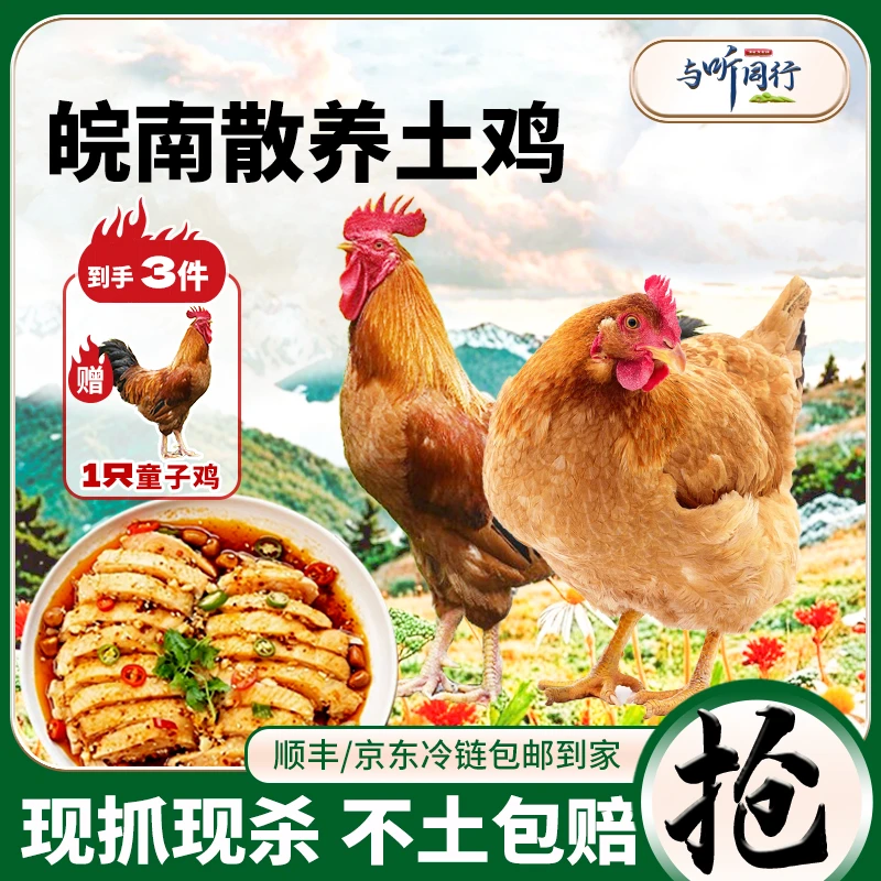 【1只老母鸡+1只童子鸡】赠送1只童子鸡与听同行原生态散养皖南土鸡