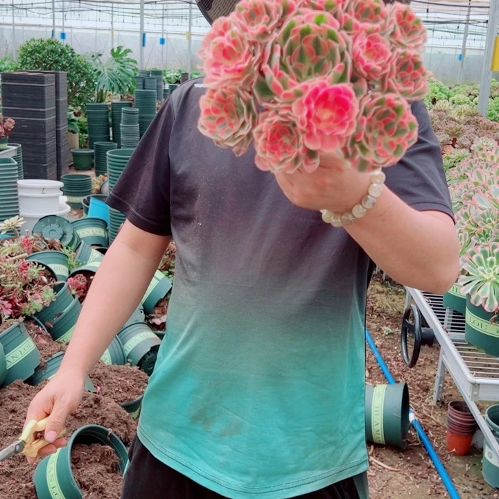 小颗女郎多肉法师