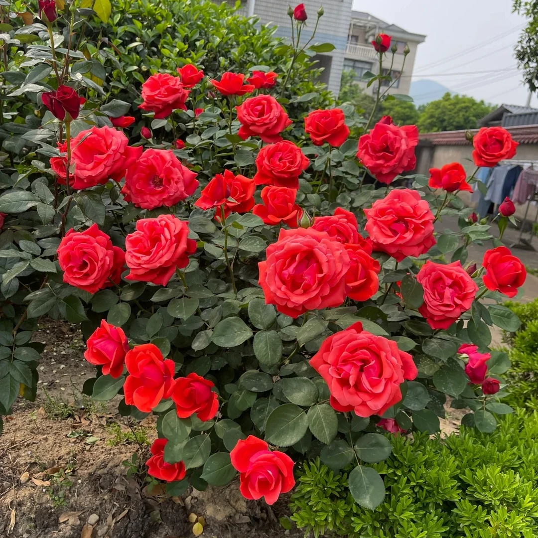 精品树桩红色玫瑰香月季玫瑰花盲盒河南南阳基地发货直发顺丰包邮