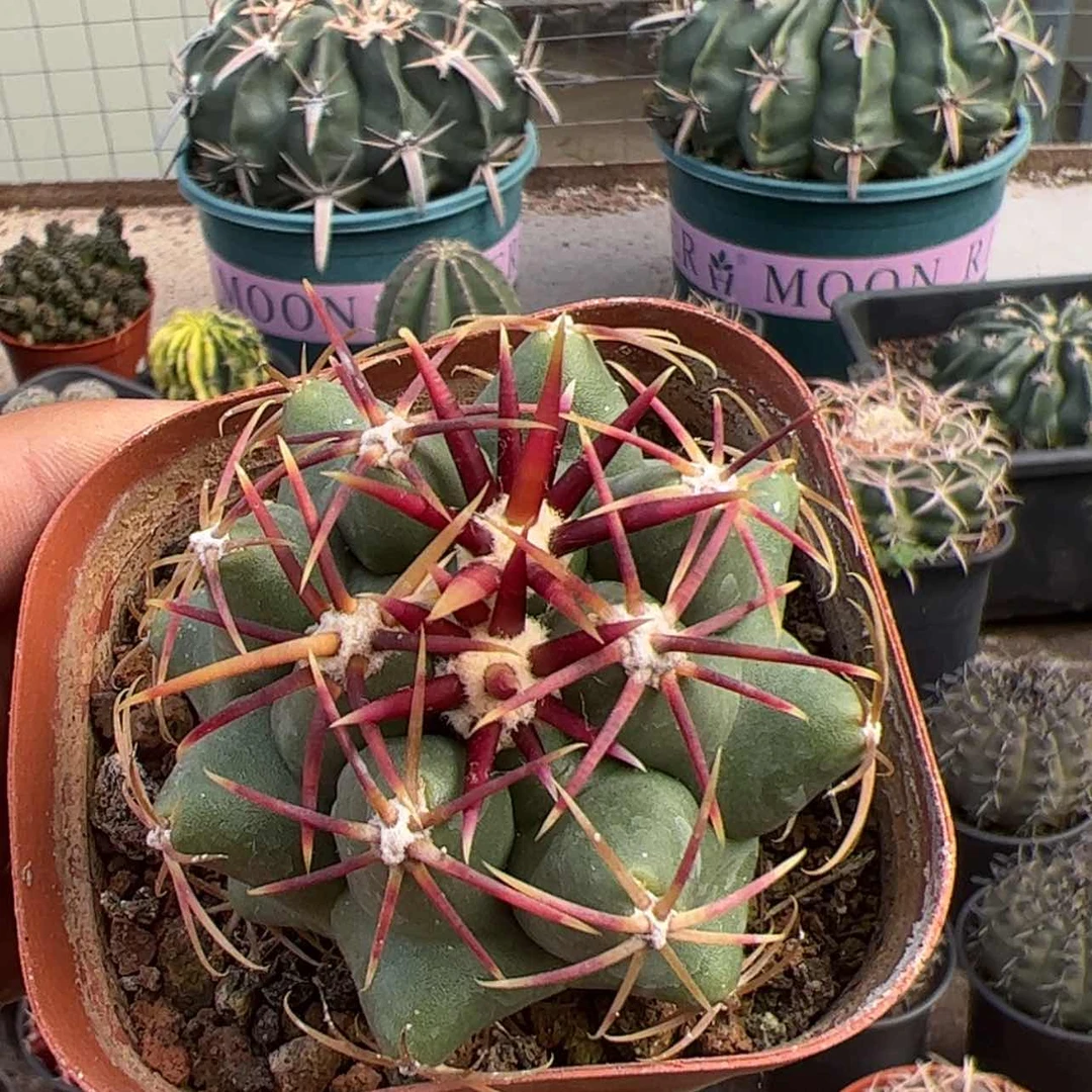 【闪购商品】实生仙人球