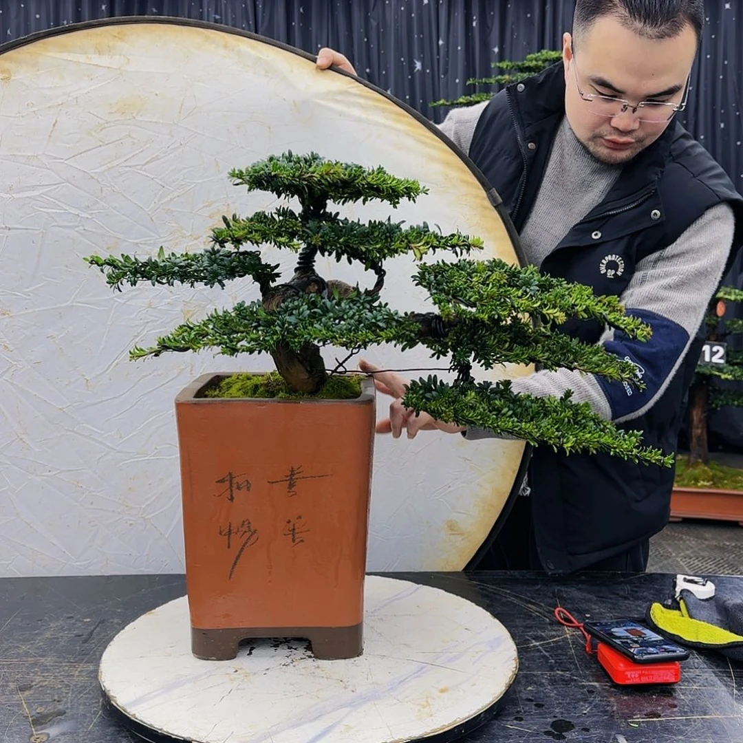 松树柏树造型盆景