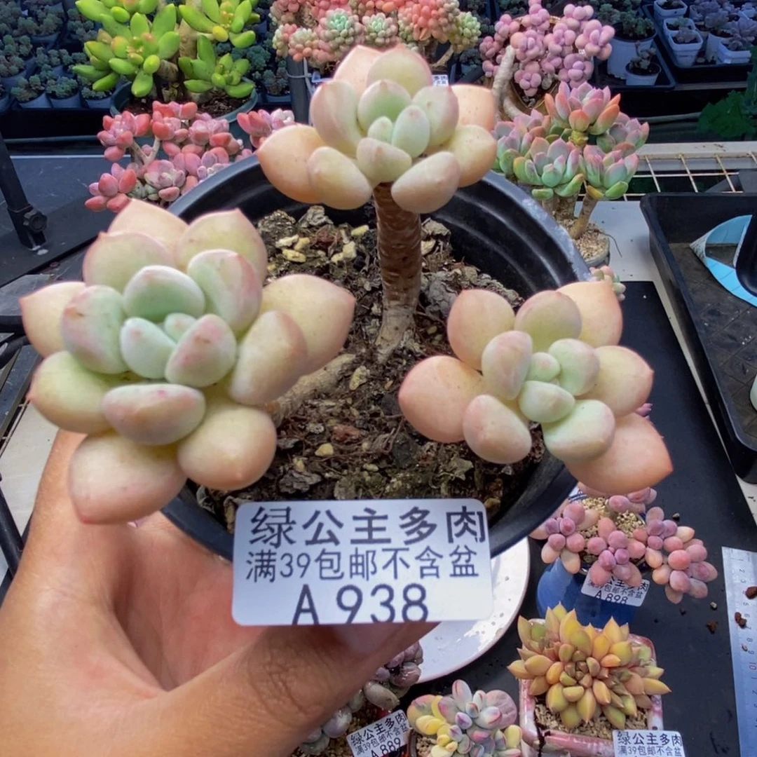 938泡泡糖多肉7c m