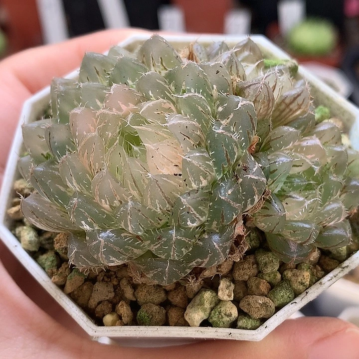 l***u翠云玉露锦带盆土发货
