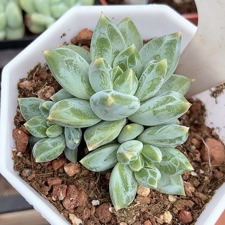 多肉植物伊丽莎白1020多肉