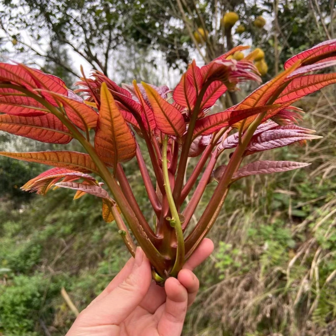 香椿苗盆栽地栽南方北方种植四季食用正宗绿油红油香椿树苖果树苗