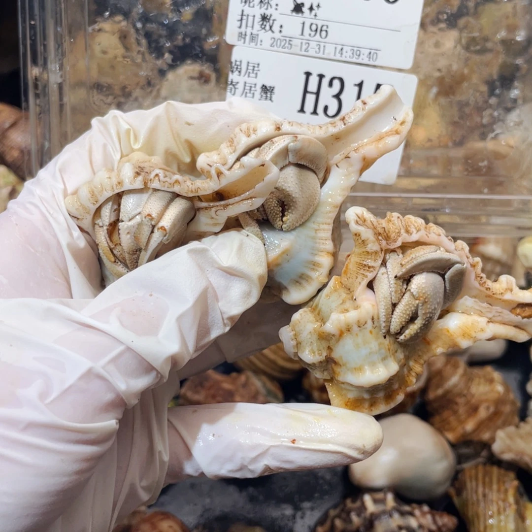 ****蜗居异宠寄居蟹，左80右中98编号306.317