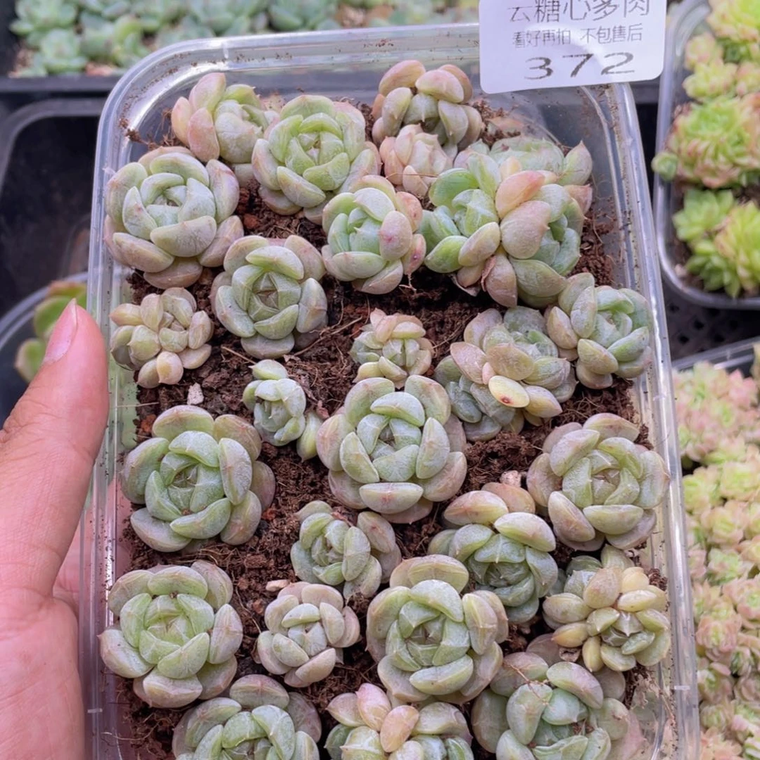 云糖心多肉植物372