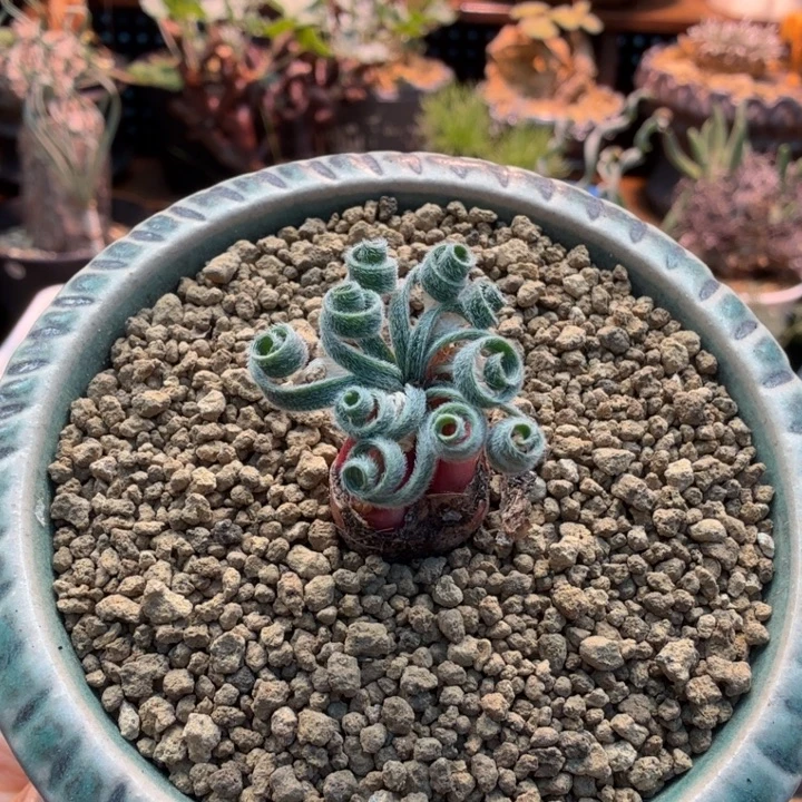 多毛特卷G L弹簧草