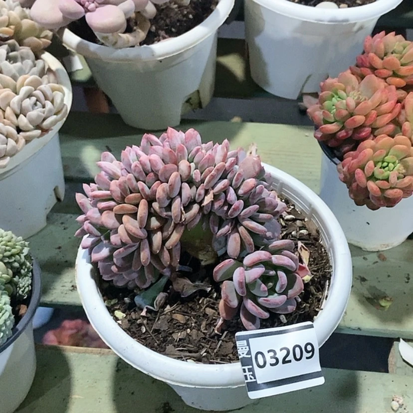 【闪购商品】玛瑙缀03209