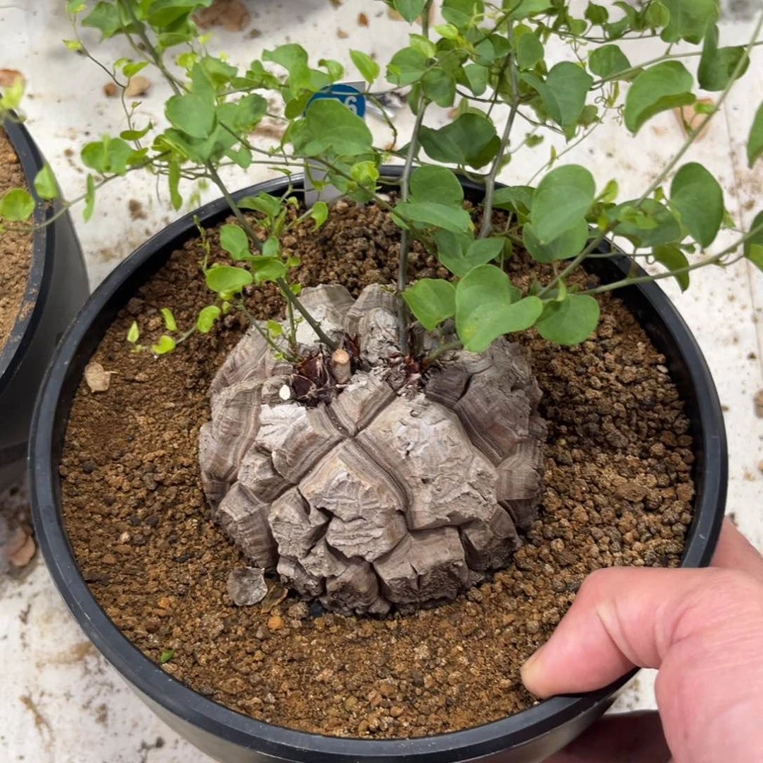 926龟甲龙带盆带土发货