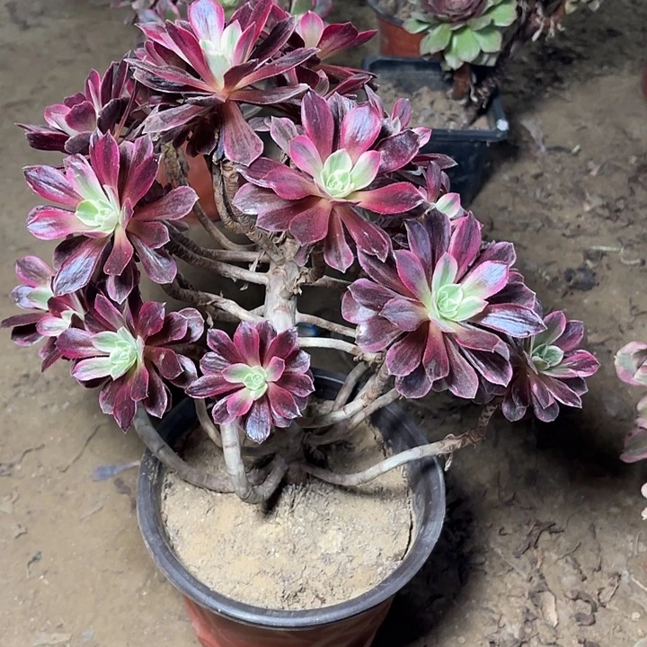 多肉植物法师婚纱07