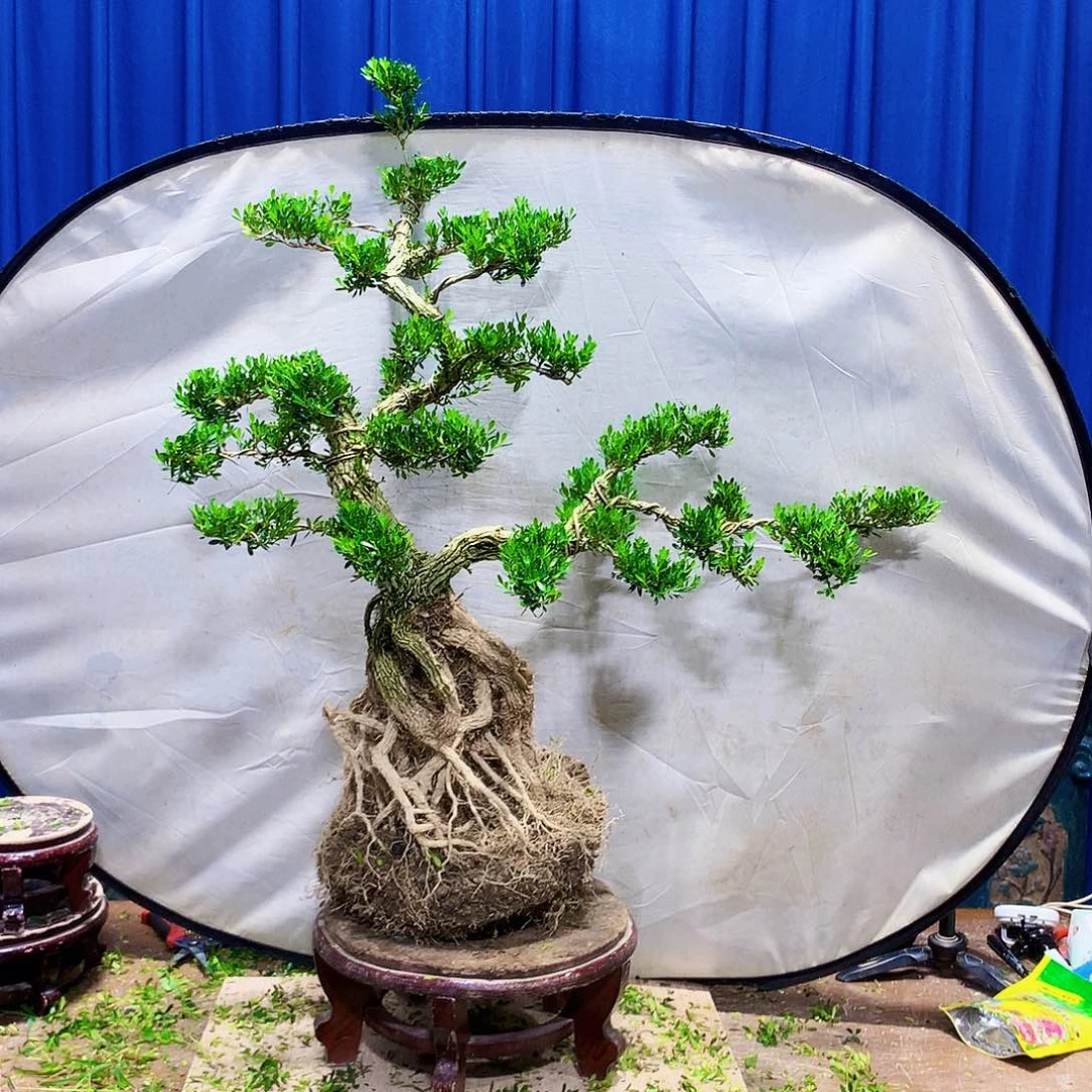 品****4黄杨盆景一物一拍