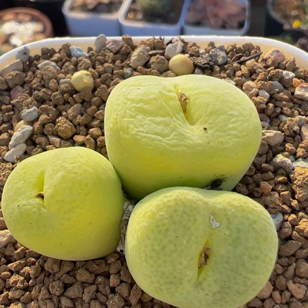 99多肉植物百科植物母本翠光