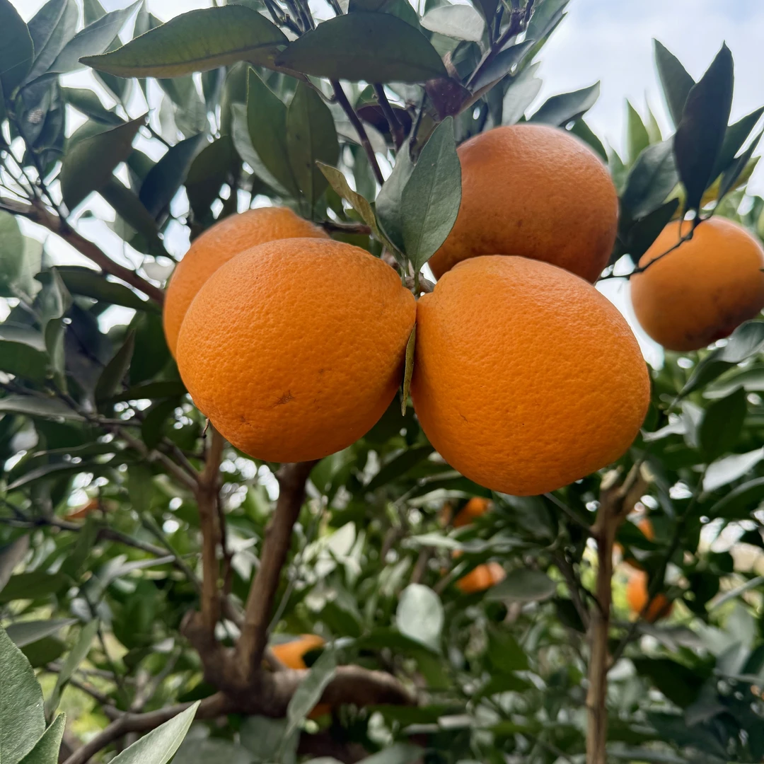 金堂三溪脐橙脆爽酸甜无核籽