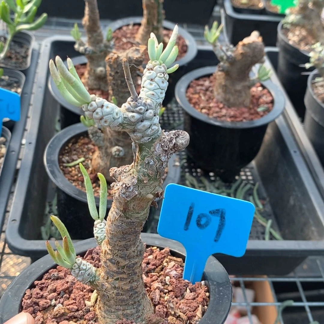 白象多肉植物产地