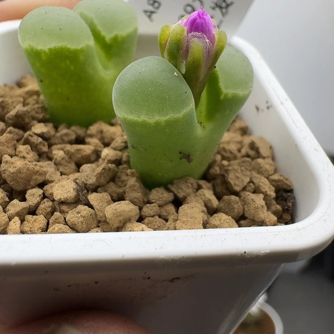 813多肉哈哈哈哈哈哈哈哈哈