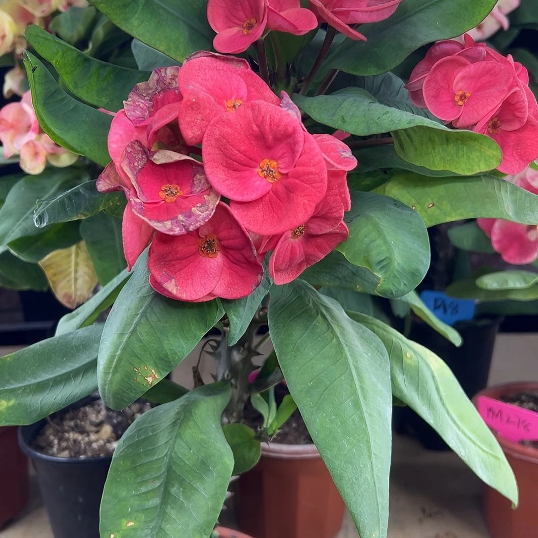 366泰国大花虎刺梅