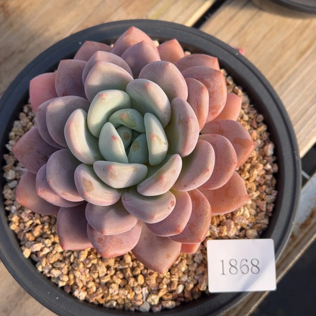 呆*1868肉肉肉肉肉肉肉