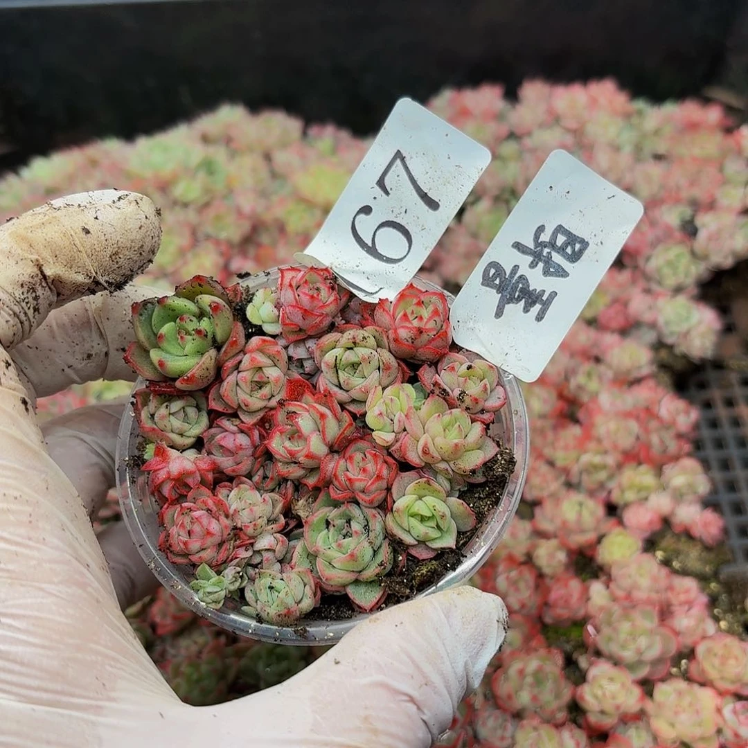 多肉植物多肉植物67量拍