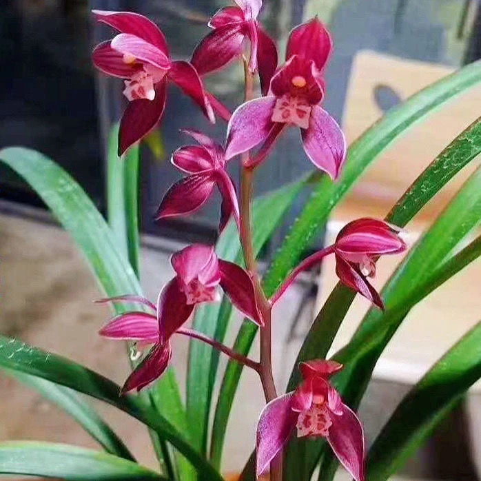 秋榜 茶城红 2苗连体特壮苗脱盆裸根发货