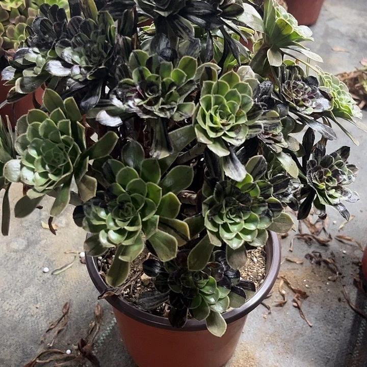 多肉植物水墨丹青锦……