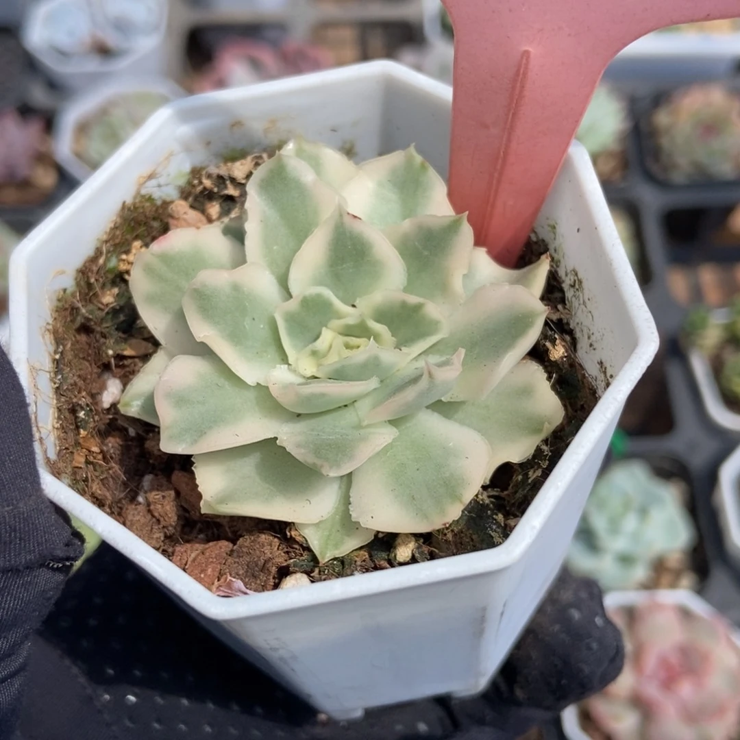512紫蝴蝶锦多肉植物保护