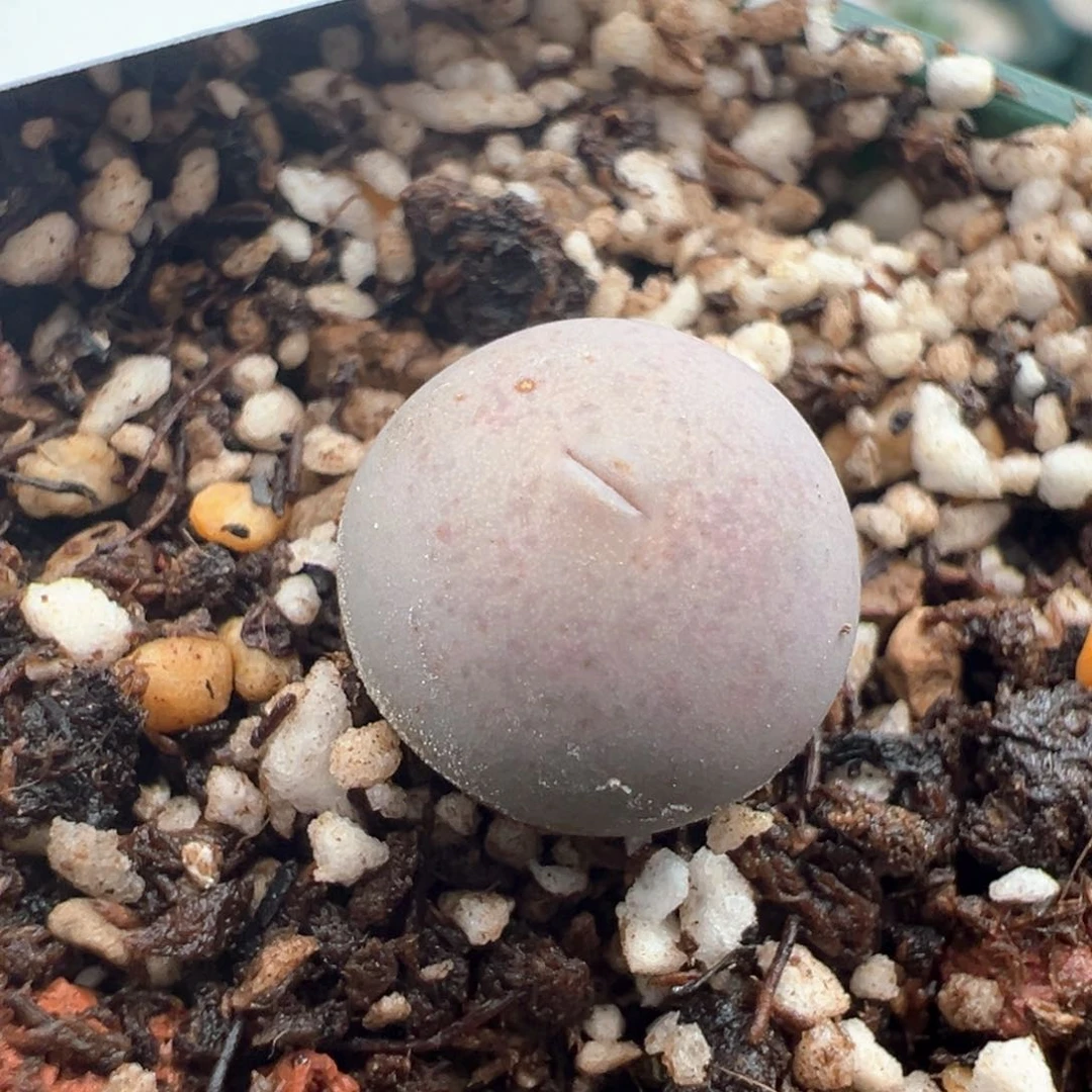 惜*?132。青蛙优选1545V嘴。