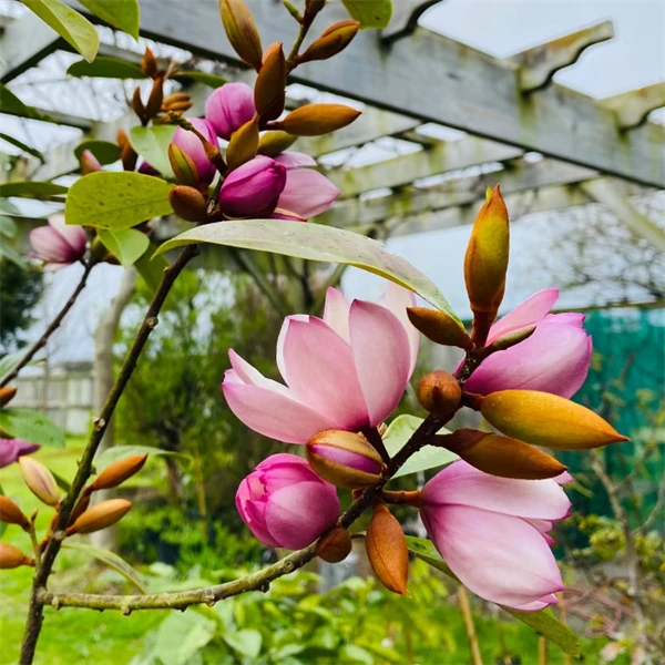 红花含笑花盆栽树苗带花苞浓香型花卉室内外阳台庭院地栽