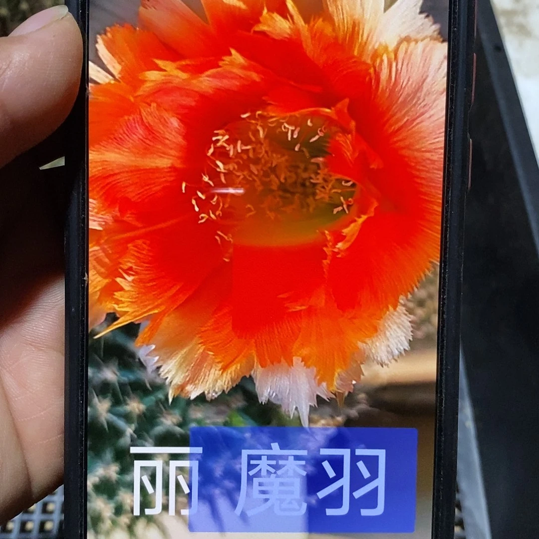 彩魔羽无根侧芽5公分以上