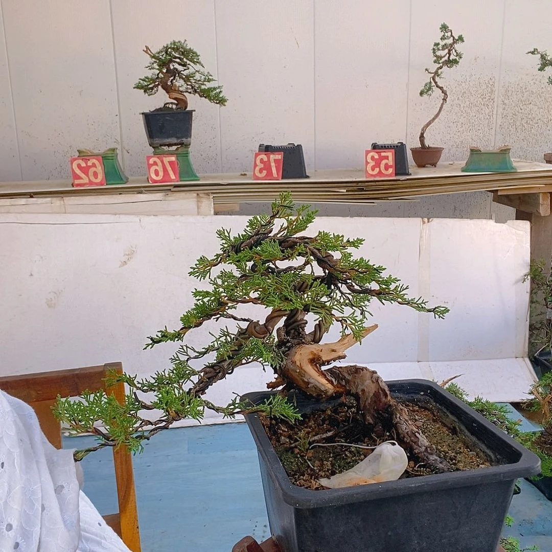 无花朵真柏盆景造型