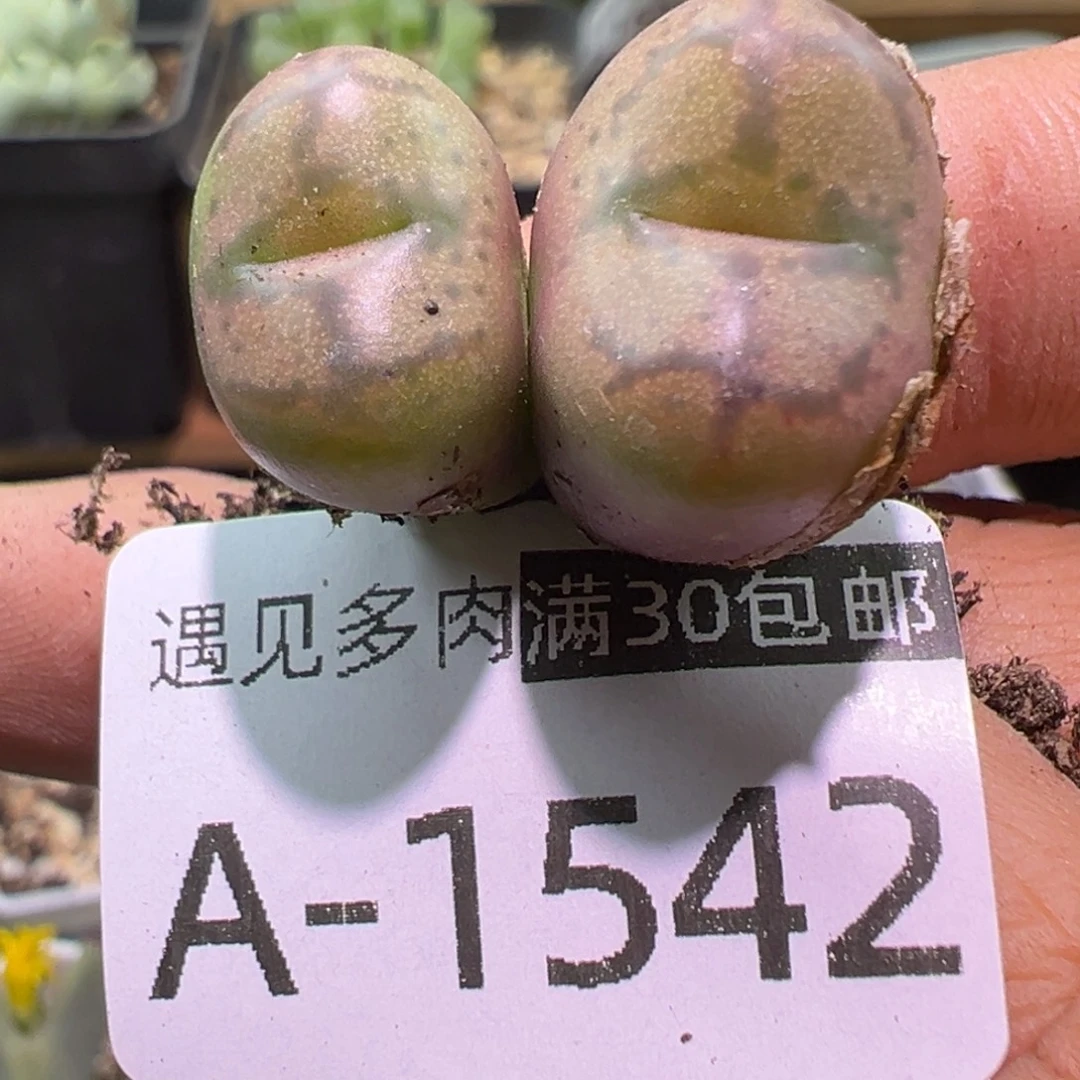 多肉植物11111111111
