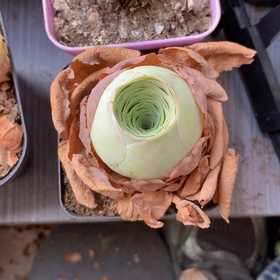 品***雨一物一拍星辰麦兜281