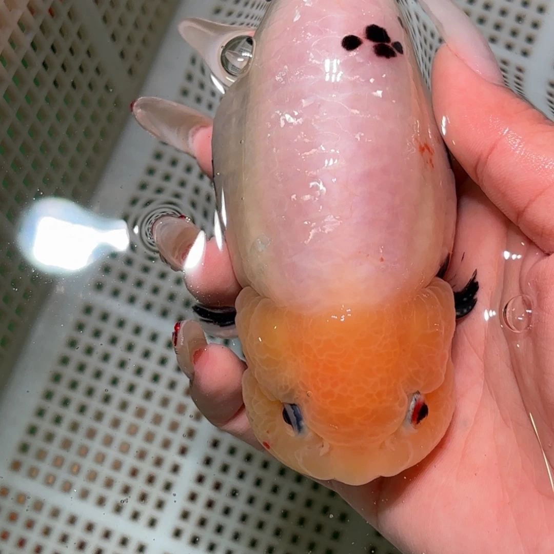 z***t金鱼拍包装包邮不拍包装运费到付