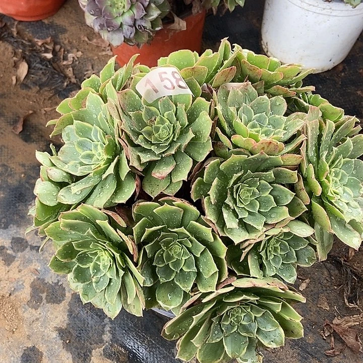 奶白丛林158多肉不包断