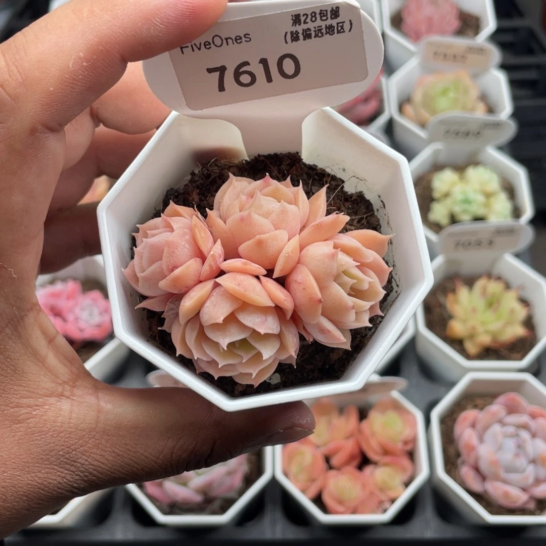 7610昂斯诺5.0厘米