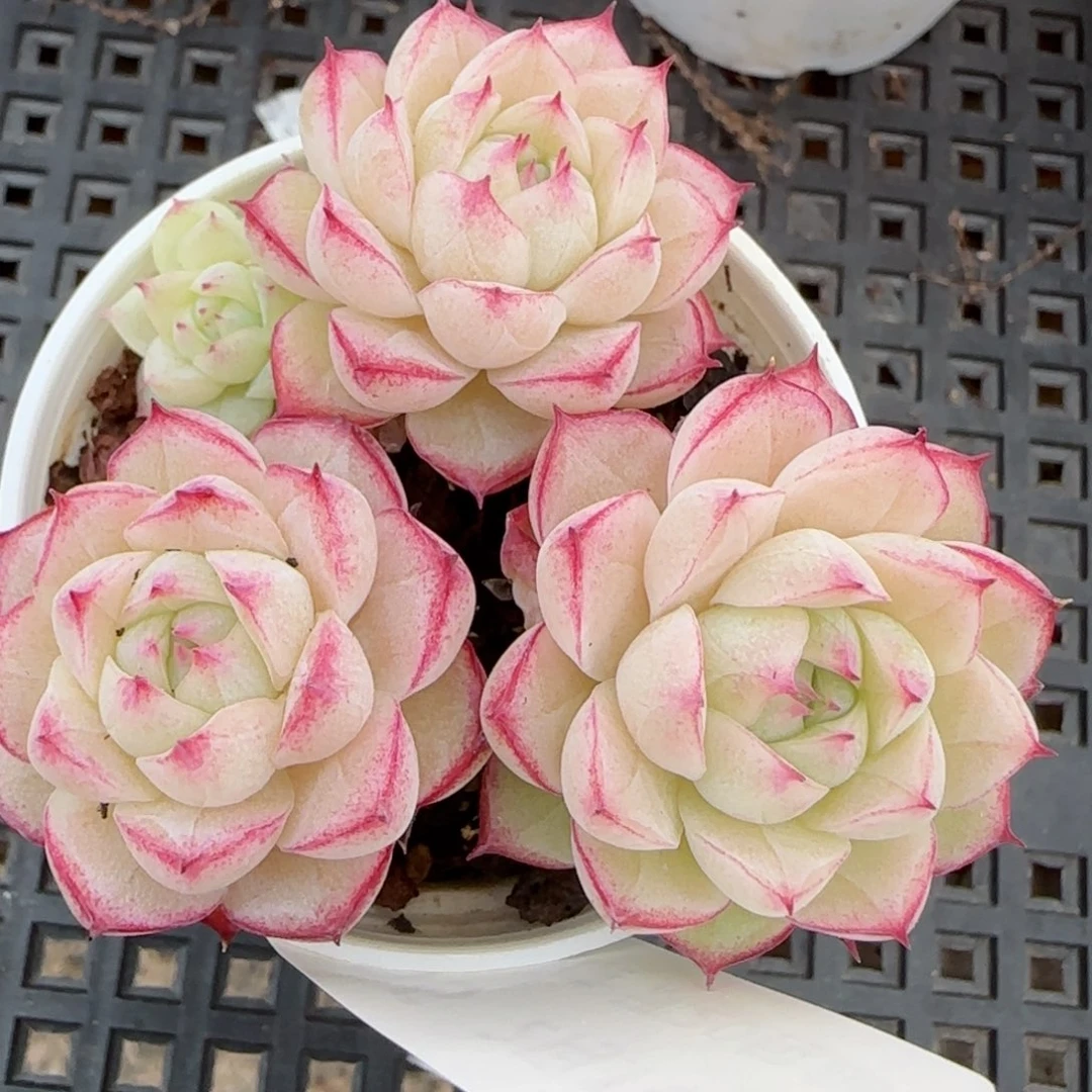 花语逸境0216-205