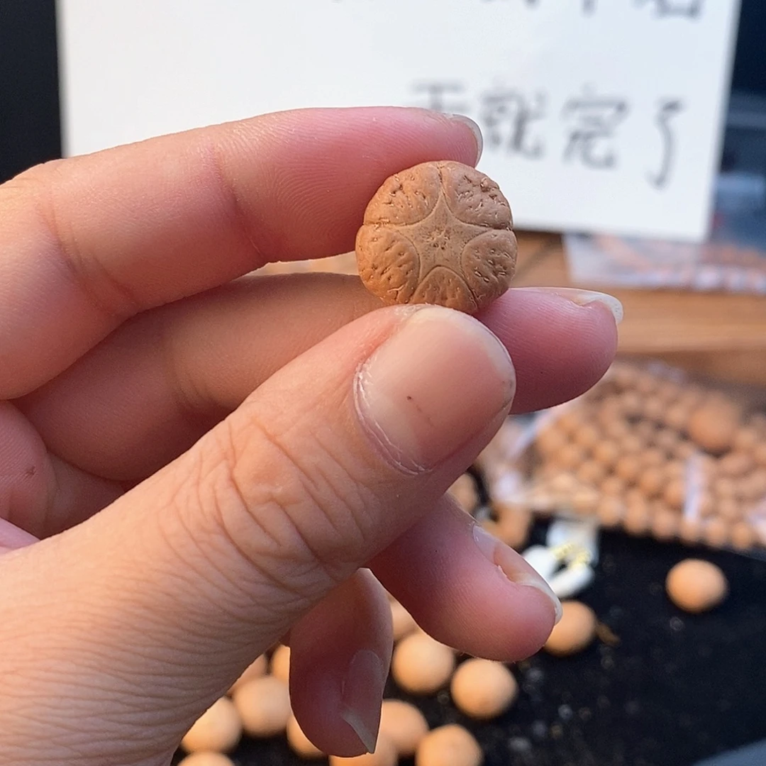 吊坠凤眼菩提1191