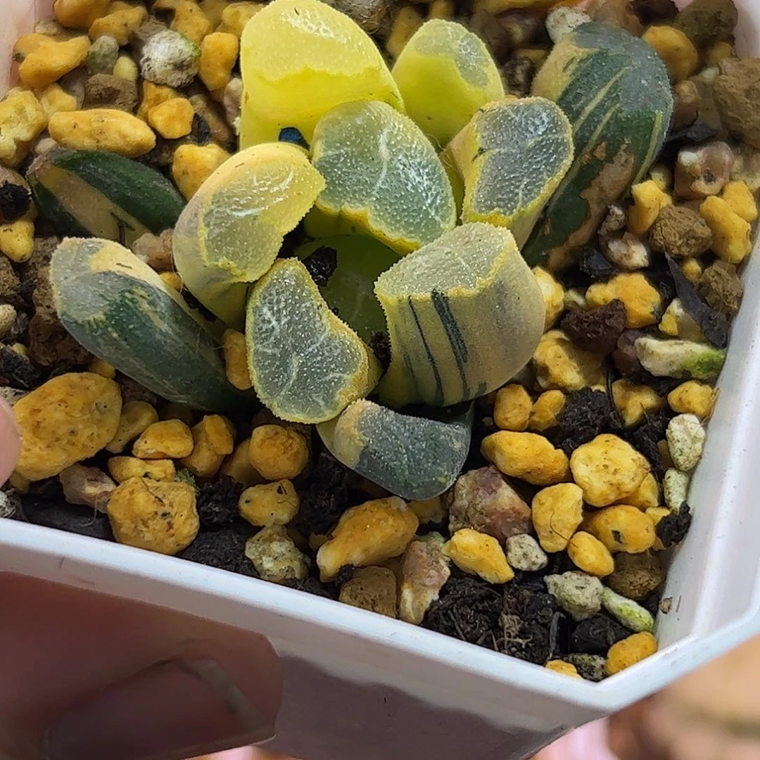 清万象锦，现在在