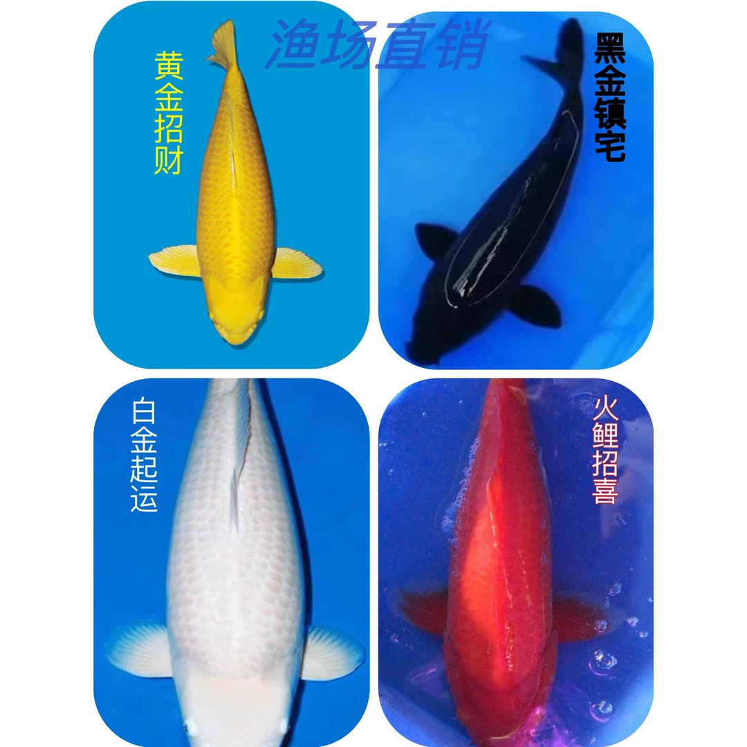纯种精品日本锦鲤黄金黑金白金火鲤好养活淡水冷水鱼鱼苗包活