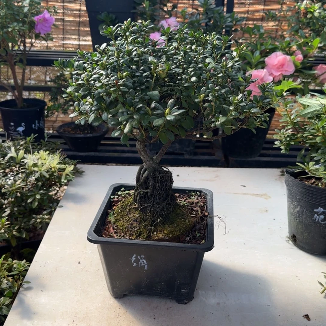 ***掂完全开放杜鹃花yiwuyipai