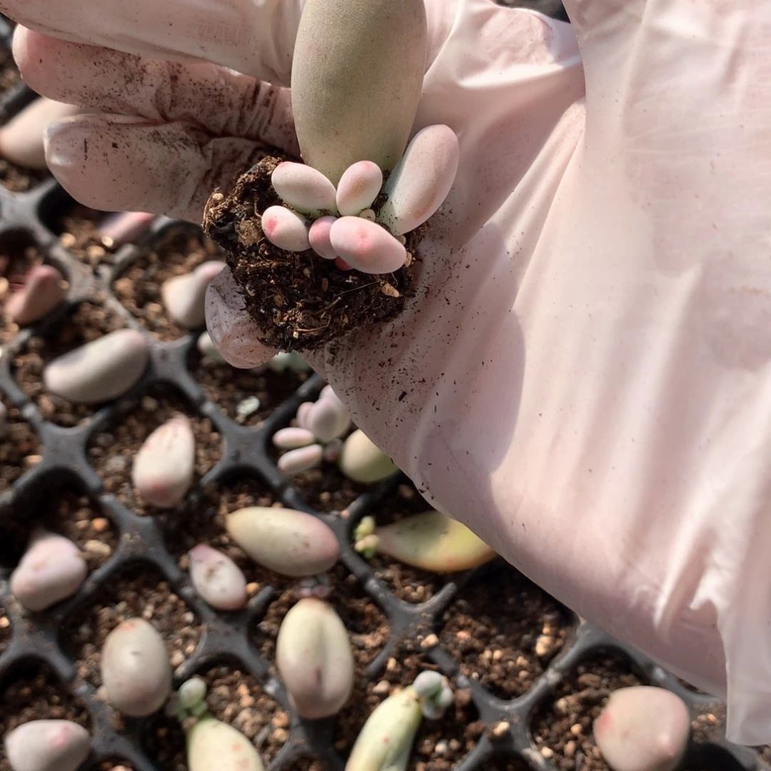 米可米可米可叶插