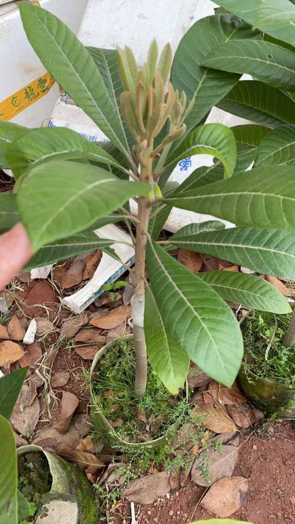 妈咪果原土原叶发货