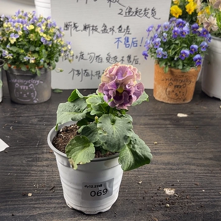 当前无花朵，栽培后可花朵069号