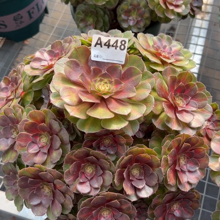 448抹茶26厘米左右