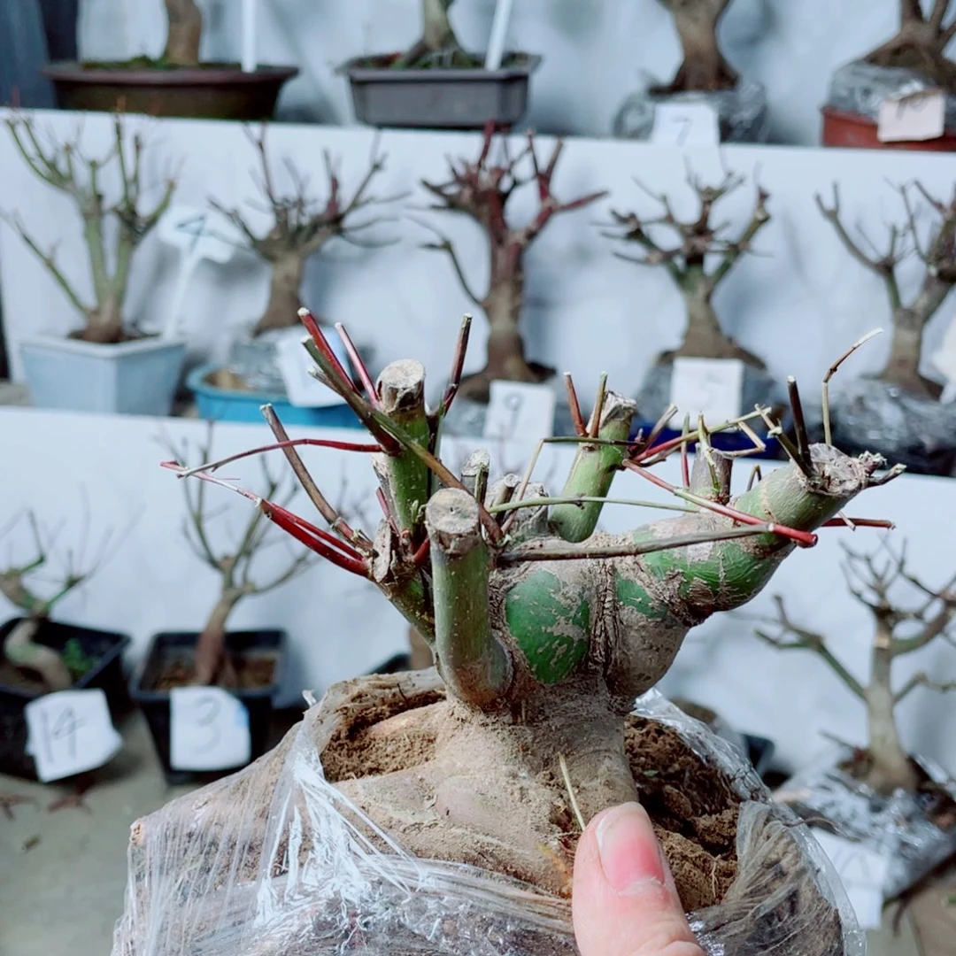 越***越无花朵山工集团的