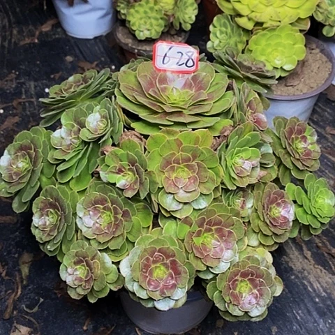 花月夜红拉丝了桩捧花628号