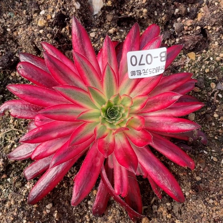 70朱雀多肉12345678