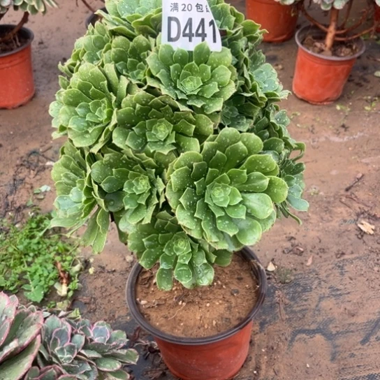 441绿羊绒不包断枝