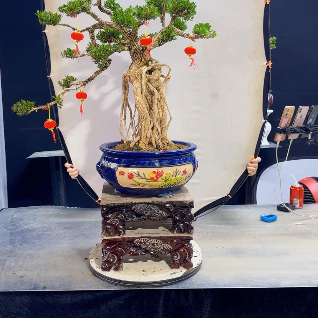 高端黄杨盆景艺术