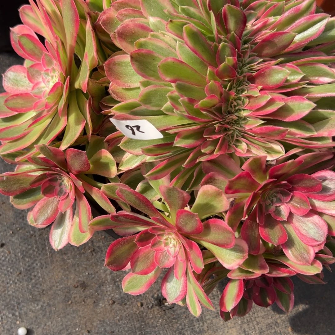 26孔雀翎缀多肉嘻嘻嘻